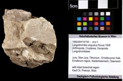 Foto (Objket + Etiketten) von Longodromites angustus (Reuss 1858) 